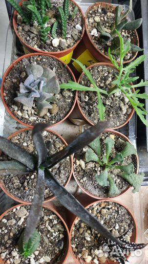 Суккуленты набор садик флорариум