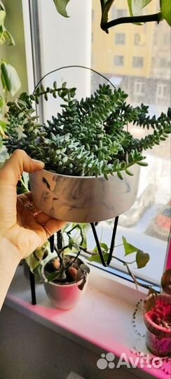 Седум буррито