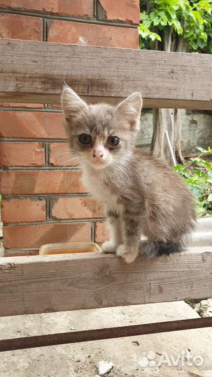 Мини-котёнок в поисках дома