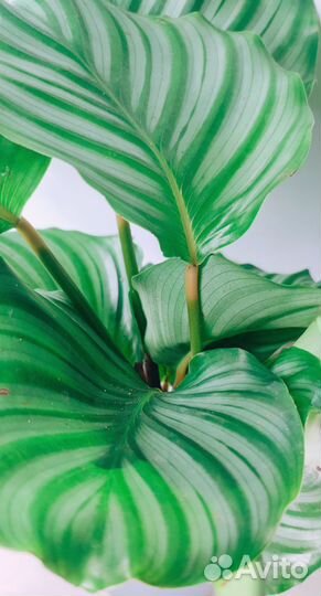 Калатея Орбифолия