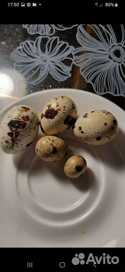 Перепела белые гиганты