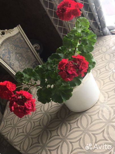 Пеларгония герань