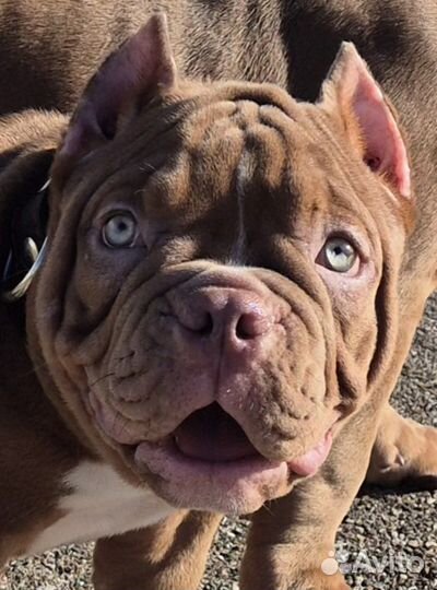 Американский булли микро покет