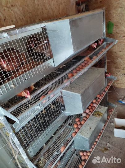 Клетки для 45 кур Автокорм Престиж-20