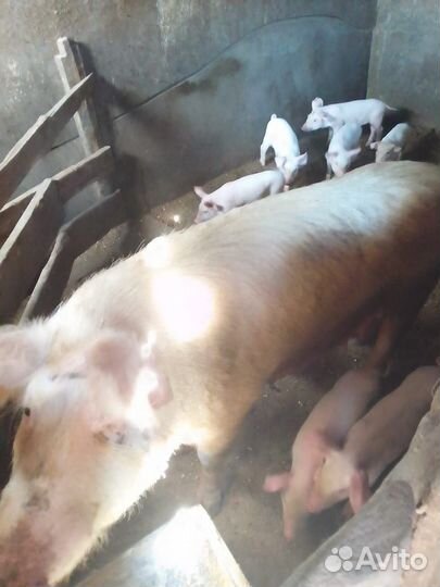 Маленькие поросята