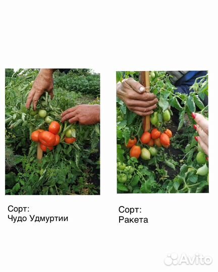 Рассада и саженцы помидор, огурцов, капусты