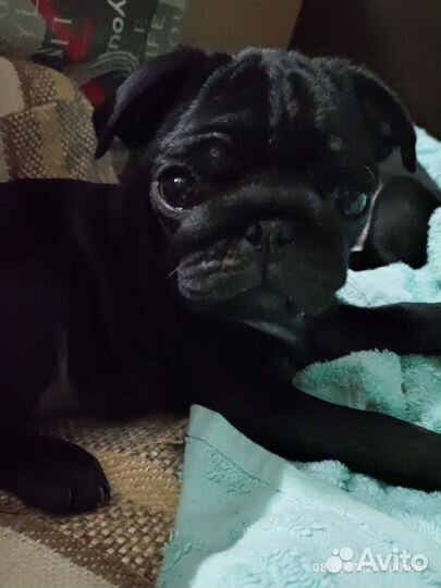 Щенки Мопсов