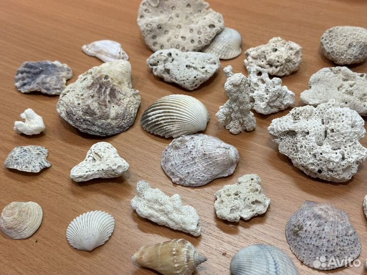 Кораллы ракушки