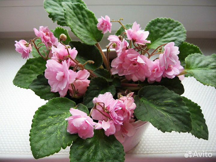 Взрослые цветущие фиалки с фото