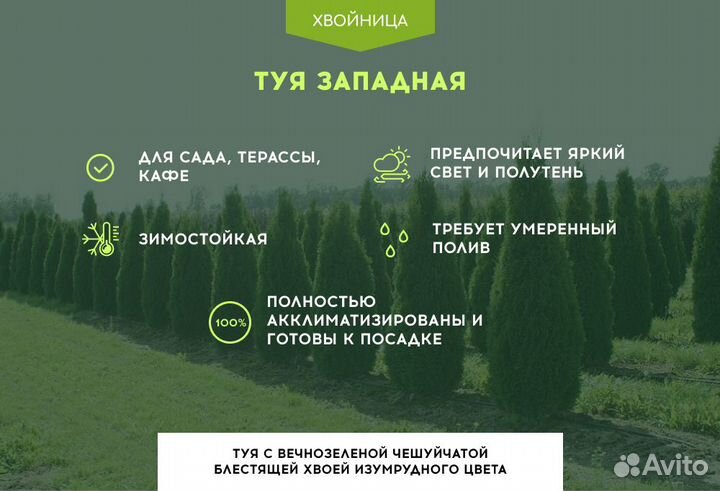 Туи Ростовка большая 6 м