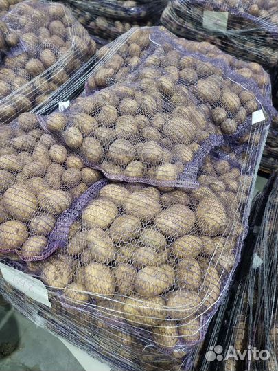 Картофель новый урожай 2023 брянск