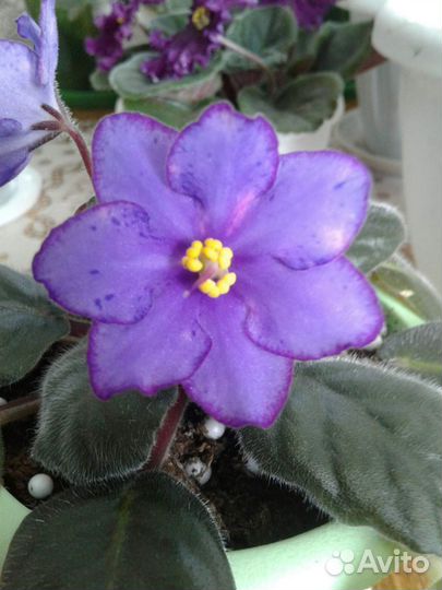 Комнатные цветы