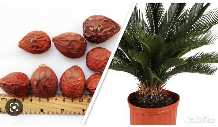 Пальма вашингтония