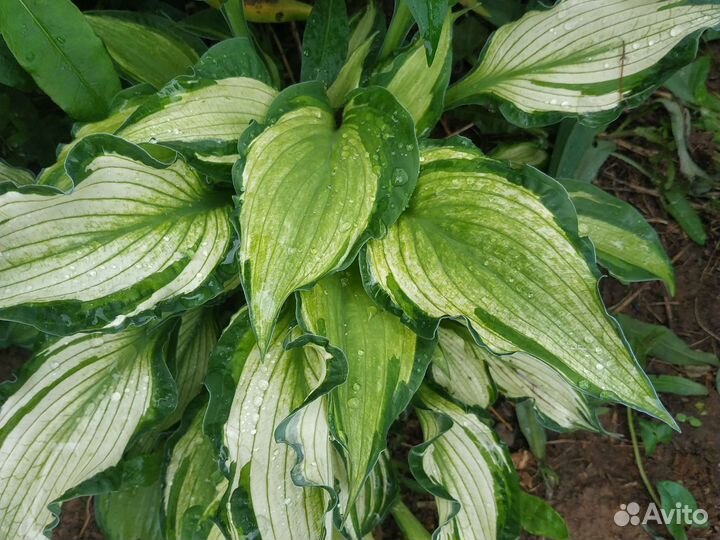 Хоста сортовые