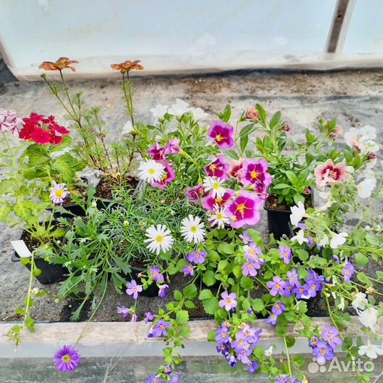 Вегетативные растения