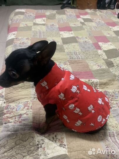 Куртка для маленькой собаки