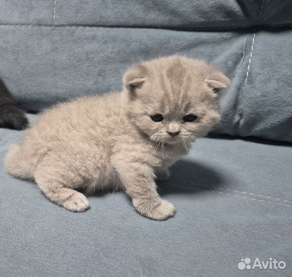 Шотландская вислоухая
