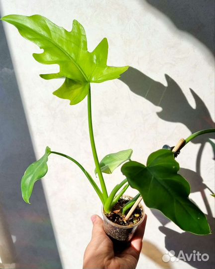 Филодендроны