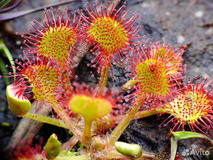 Росянка семена
