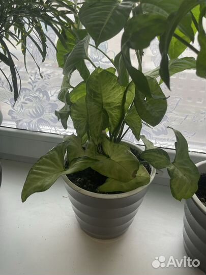 Цветы комнатные