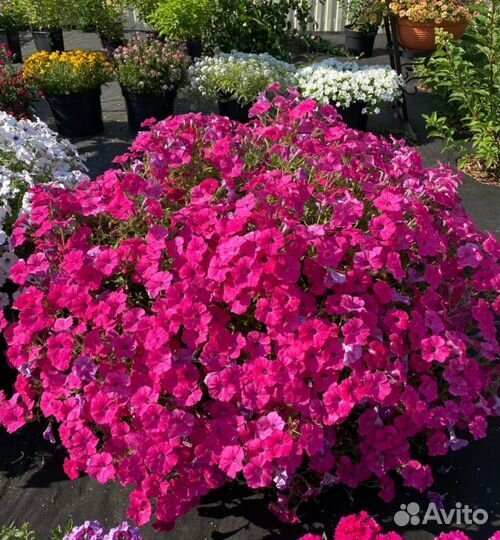 Вегетативная петуния