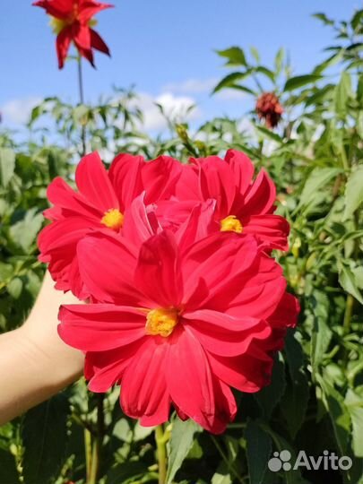 Цветы обмен