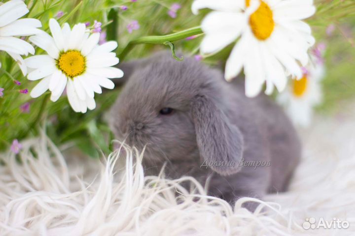 Декоративный кролик вислоухий лиловый мальчик