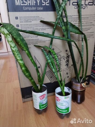 Сансевиерия. Комнатные цветы