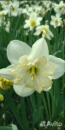 Луковицы нарциссов.Ченджинг