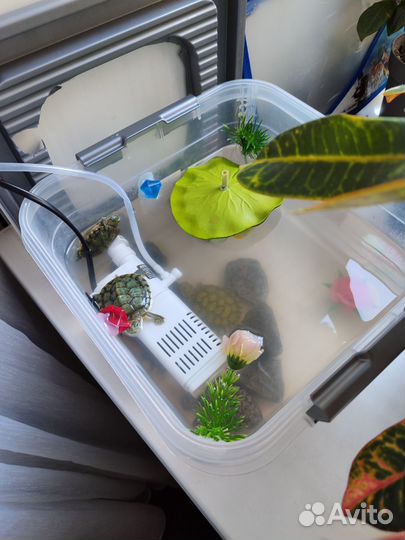 Черепаха с аквариумом