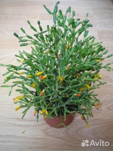 Комнатные цветы