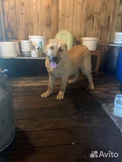 Среднеазиатская овчарка