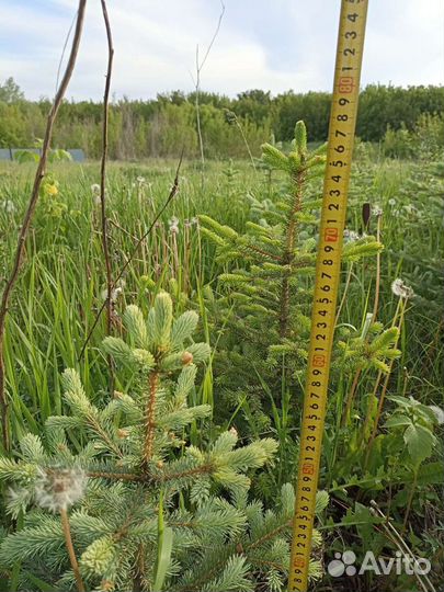 Ель голубая