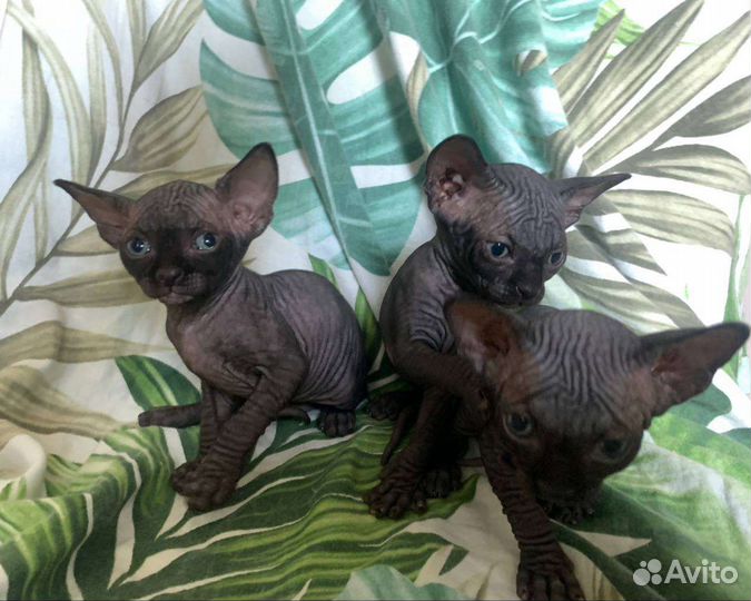 Канадский сфинкс котенок