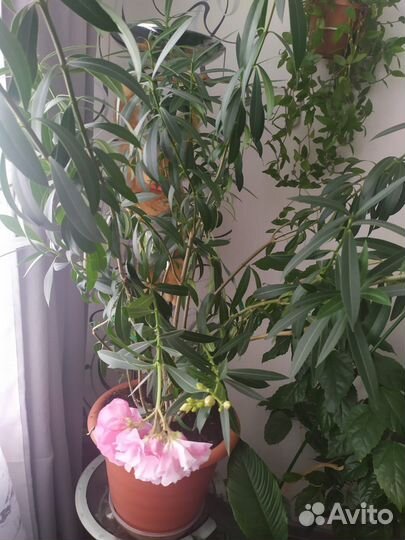 Комнатные растения цветы