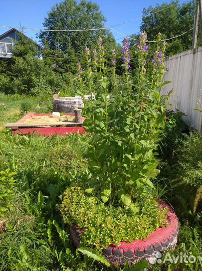 Колокольчик многолетний