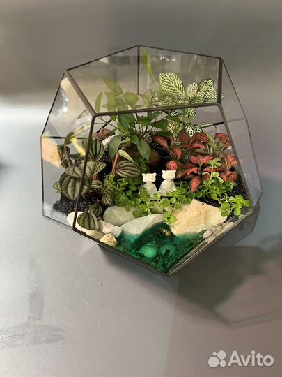 Флорариум коты медитирующие под бонсаем