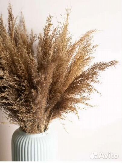 Сухоцветы для декора