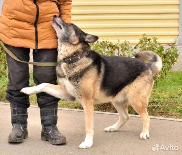 Метис немецкой овчарки, отличный пёс Оскар