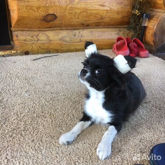 Чихуахуа девочка