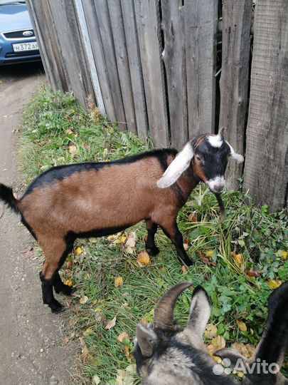 Англо нубийские козы