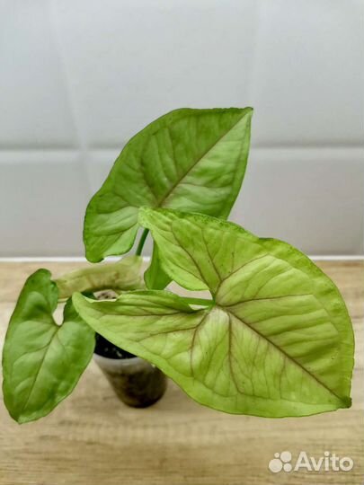 Сингониумы сортовые