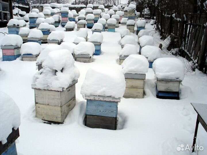 Добрые пчелы