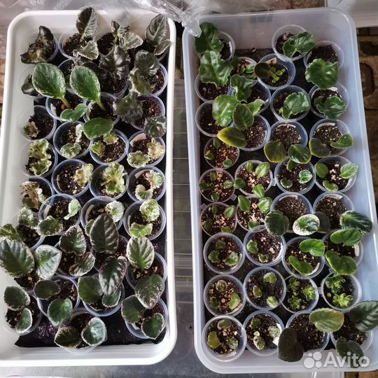 Укорененные листы мини фиалок