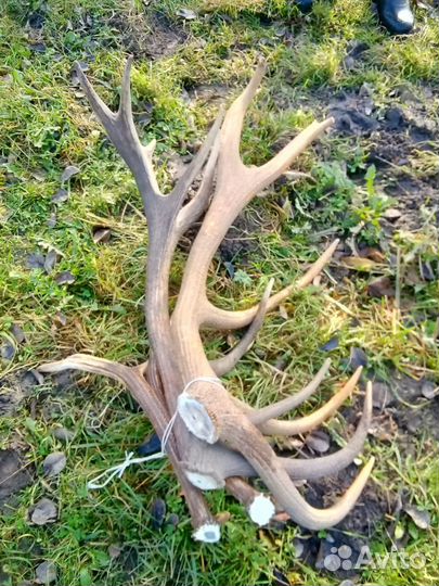 Рога Лось,олень