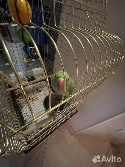 Ожереловый попугай самка