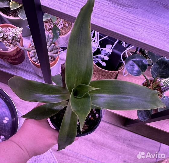 Растение золотой ус