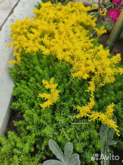 Седум (очиток) многолетний почвопокровник