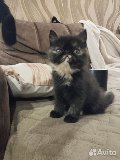 Экзотические котята