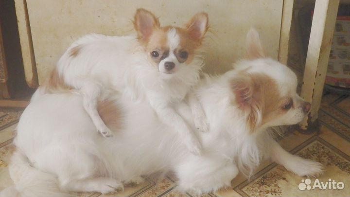 Девочка чихуахуа длинношерстная